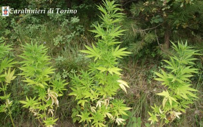 marijuana_torino.jpg